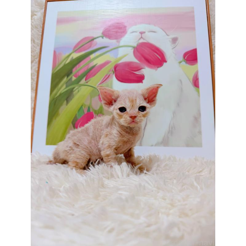 販売中の千葉県のデボンレックス-130519の5枚目