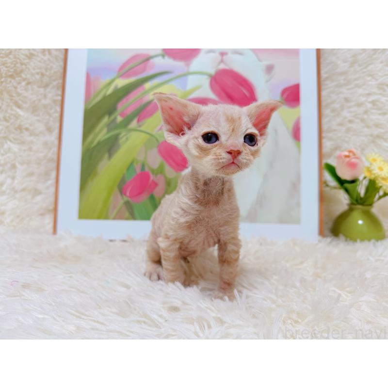 販売中の千葉県のデボンレックス-130519の4枚目