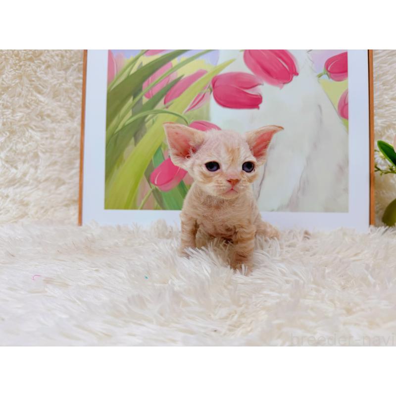 販売中の千葉県のデボンレックス-130519の3枚目