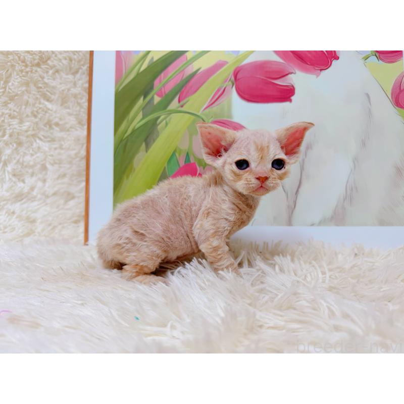 販売中の千葉県のデボンレックス-130519の2枚目