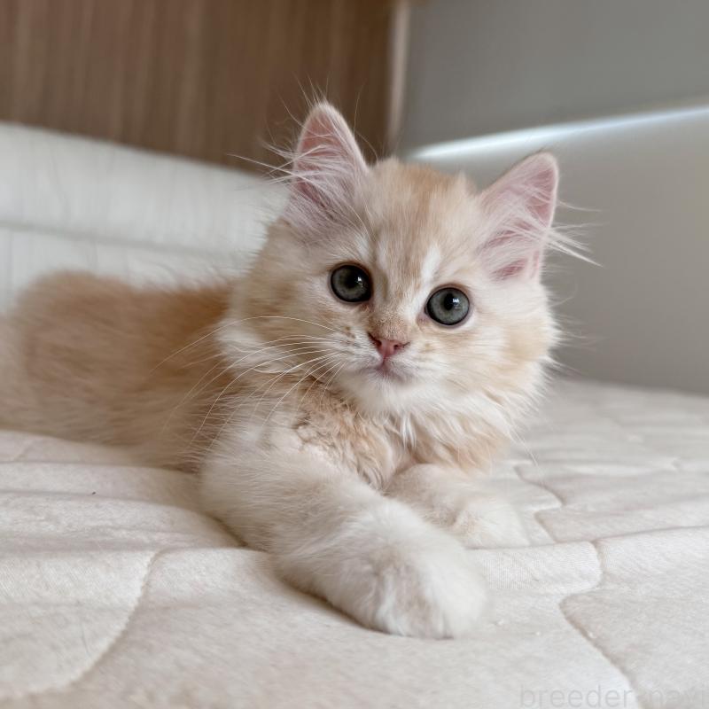 販売中の福岡県のスコティッシュフォールド-128062