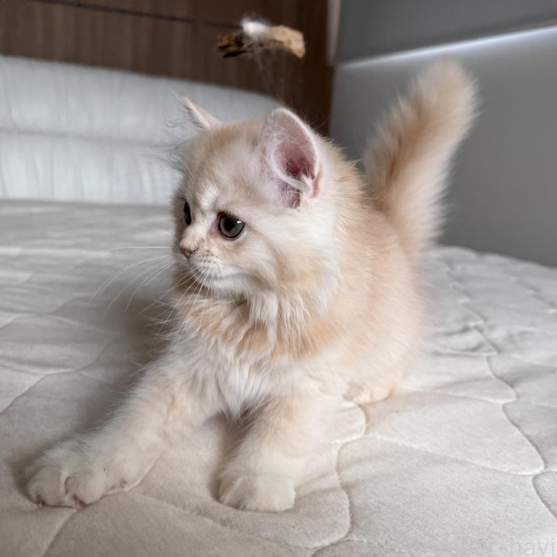 販売中の福岡県のスコティッシュフォールド-128062の10枚目