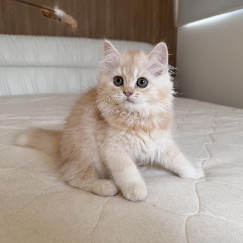 販売中の福岡県のスコティッシュフォールド-128062の9枚目