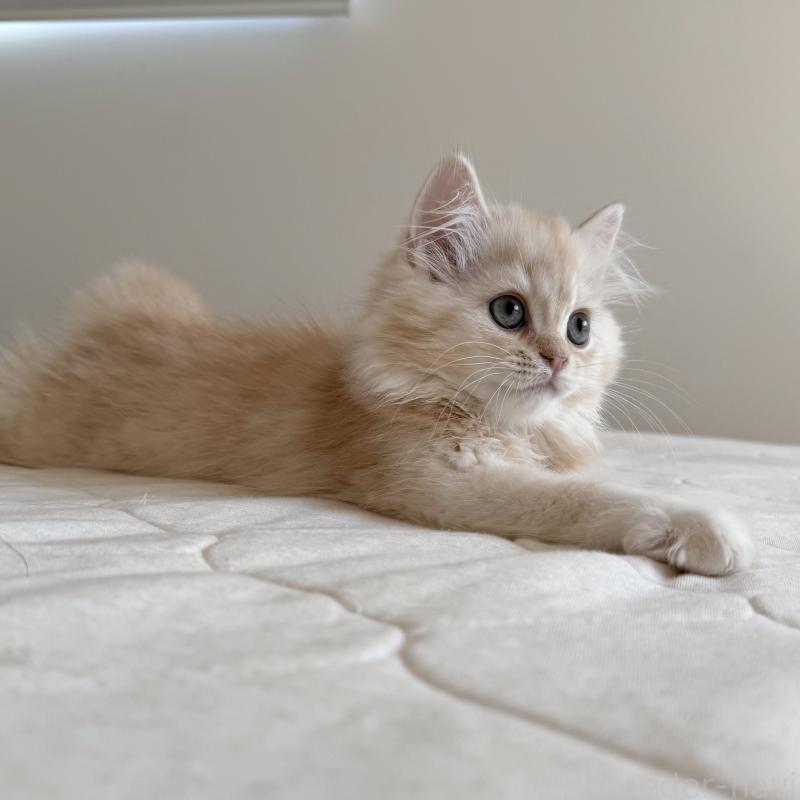 販売中の福岡県のスコティッシュフォールド-128062の8枚目