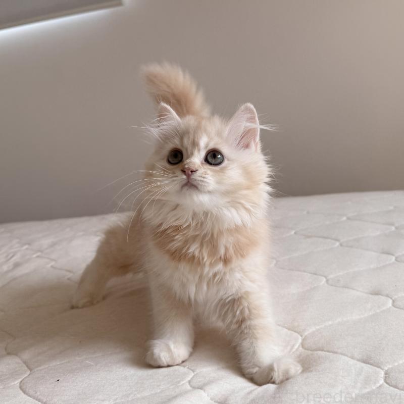 販売中の福岡県のスコティッシュフォールド-128062の7枚目