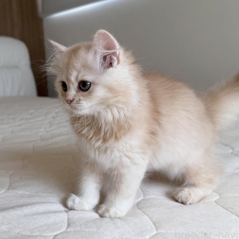 販売中の福岡県のスコティッシュフォールド-128062の6枚目