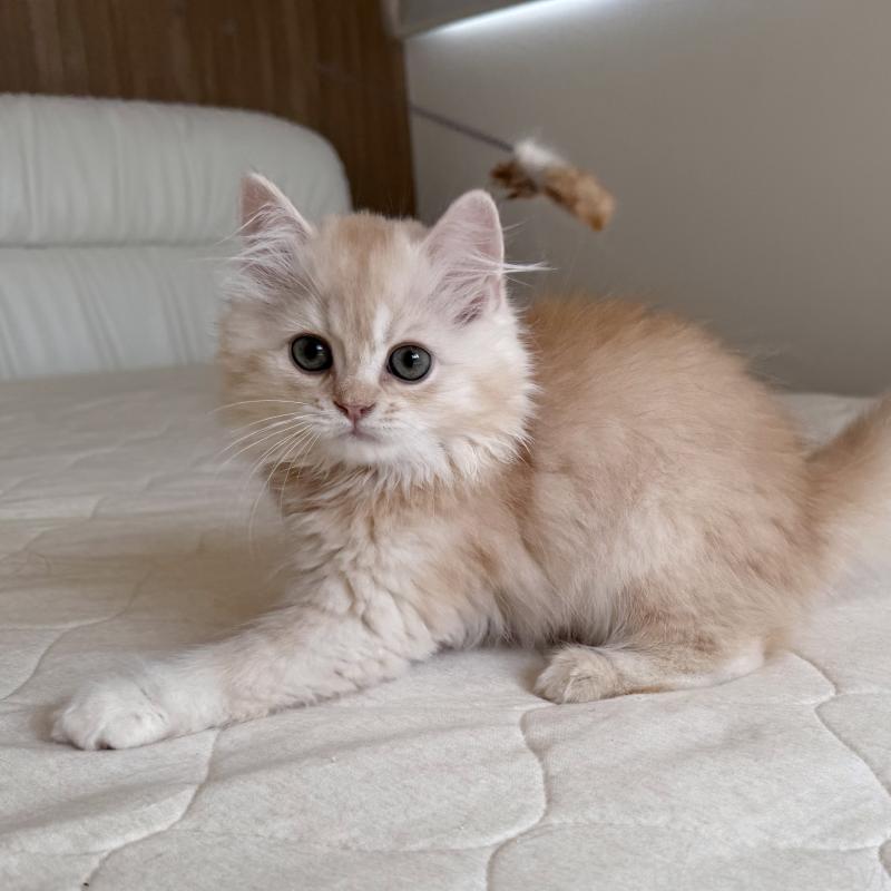 販売中の福岡県のスコティッシュフォールド-128062の5枚目