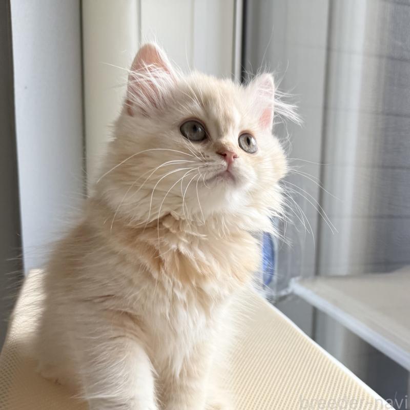 販売中の福岡県のスコティッシュフォールド-128062の3枚目