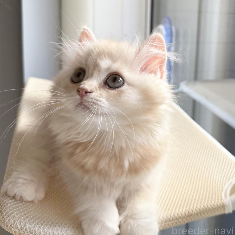 販売中の福岡県のスコティッシュフォールド-128062の2枚目