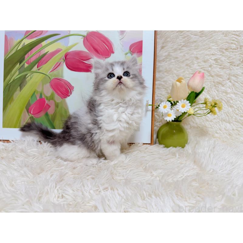 販売中の千葉県のミヌエット-129196の7枚目