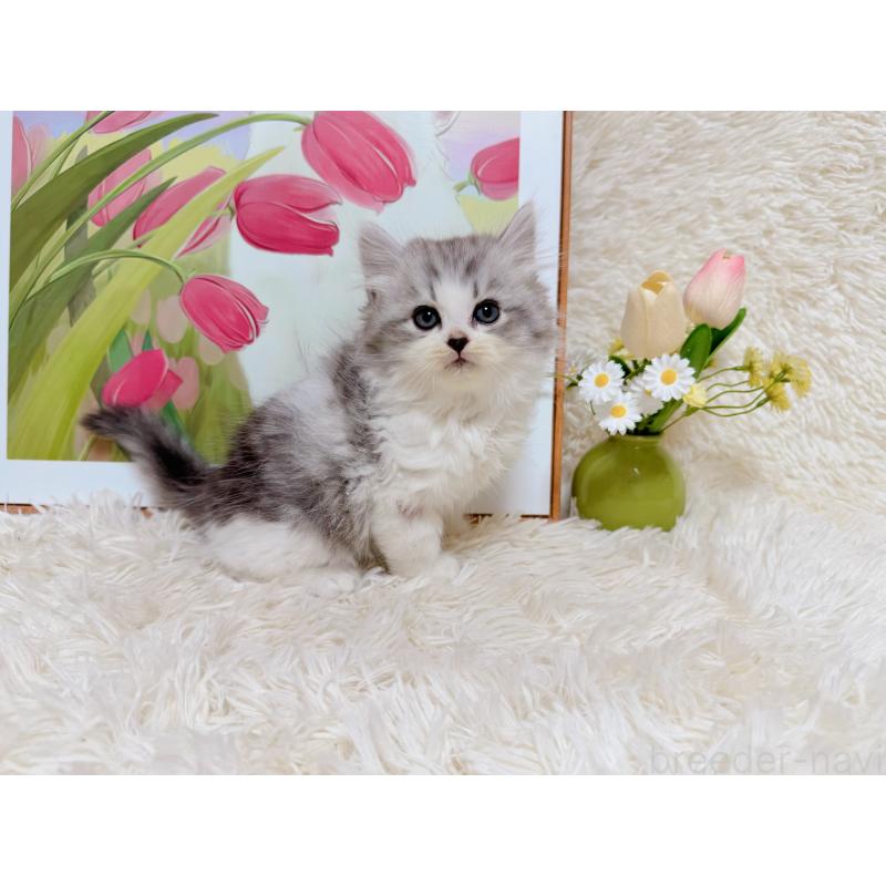 販売中の千葉県のミヌエット-129196の6枚目