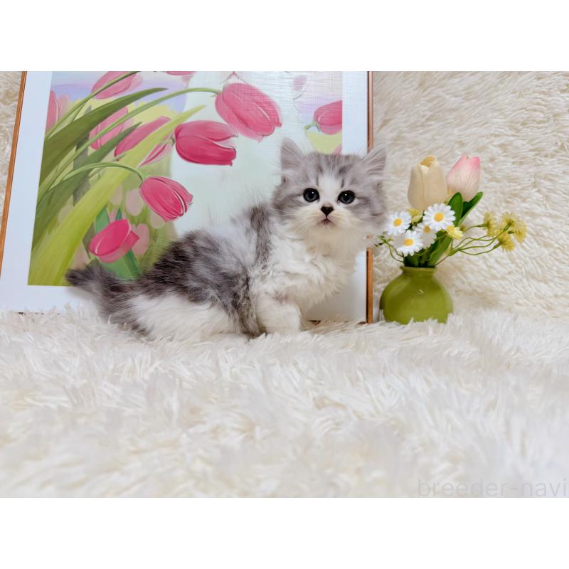 販売中の千葉県のミヌエット-129196の5枚目