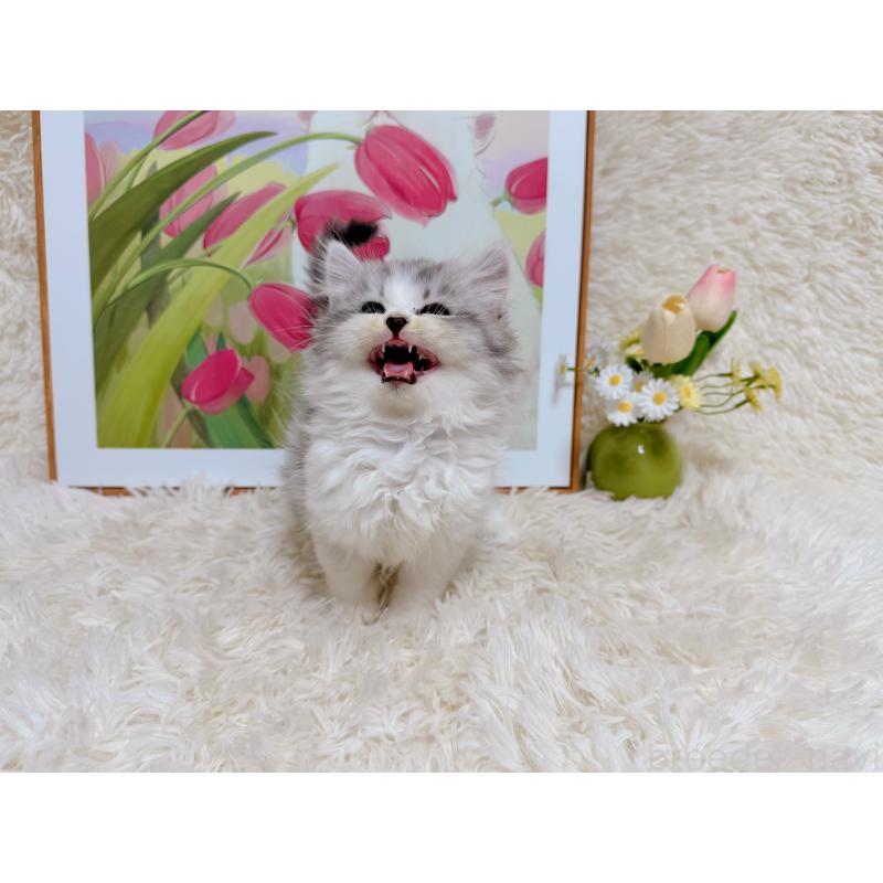 販売中の千葉県のミヌエット-129196の4枚目