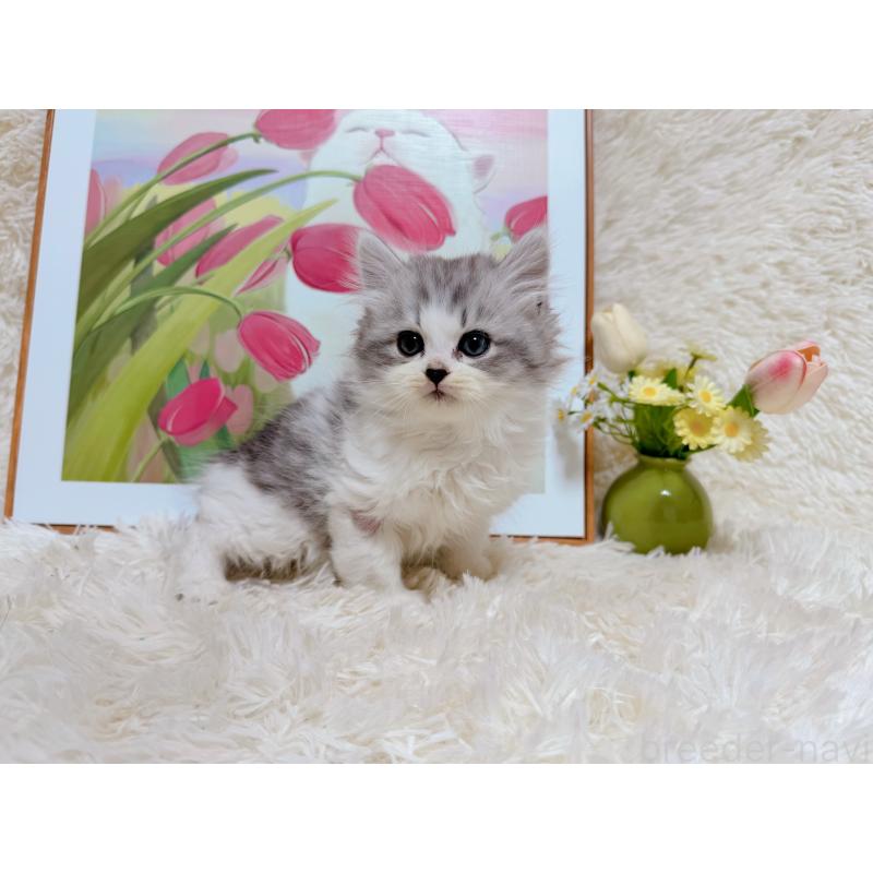 販売中の千葉県のミヌエット-129196の3枚目