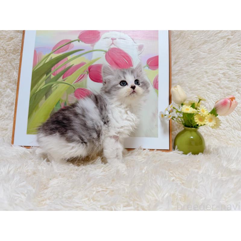 販売中の千葉県のミヌエット-129196の2枚目