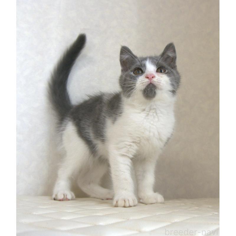 販売中の静岡県のブリティッシュショートヘア-125925の5枚目