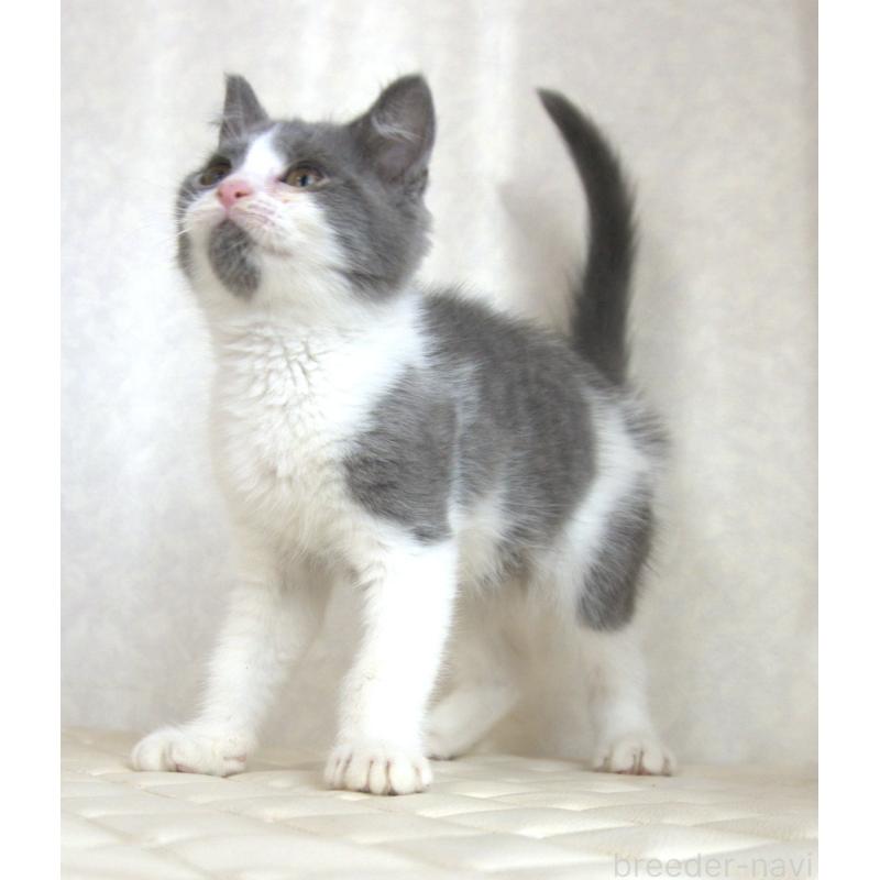 販売中の静岡県のブリティッシュショートヘア-125925の4枚目