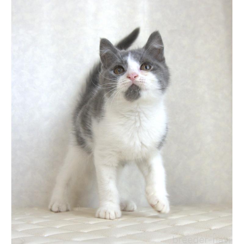 販売中の静岡県のブリティッシュショートヘア-125925の3枚目