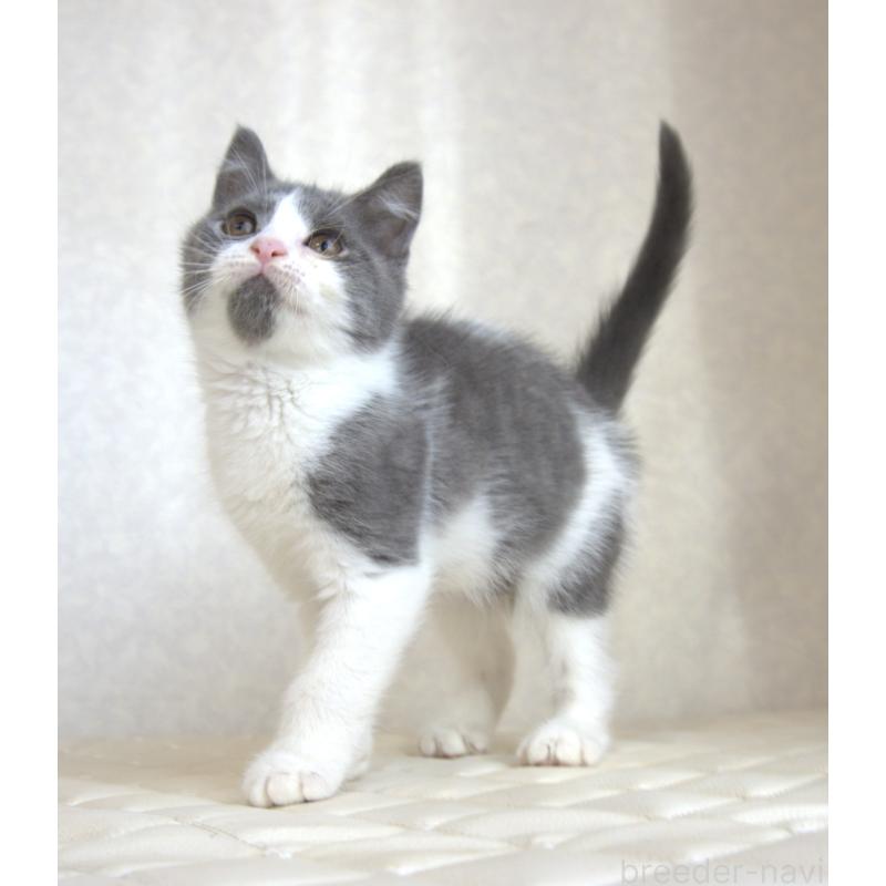 販売中の静岡県のブリティッシュショートヘア-125925の2枚目