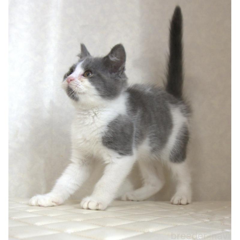 販売中の静岡県のブリティッシュショートヘア-125925