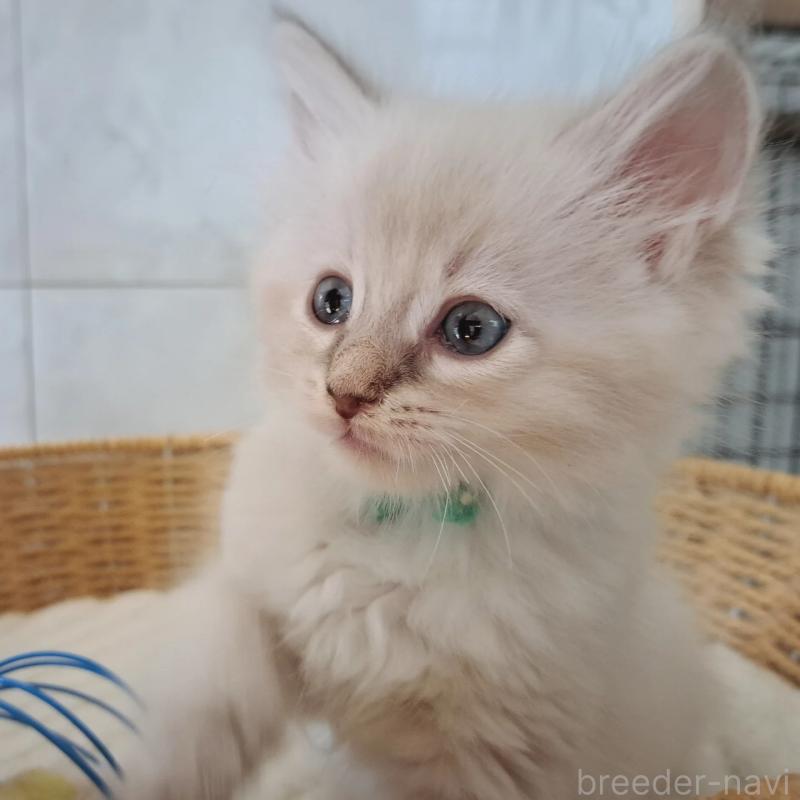 販売中の愛知県のサイベリアン-130521の1枚目