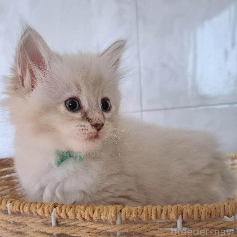 販売中の愛知県のサイベリアン-130521の5枚目