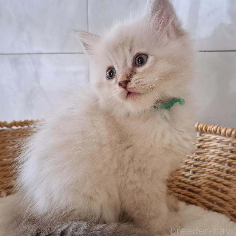 販売中の愛知県のサイベリアン-130521の4枚目