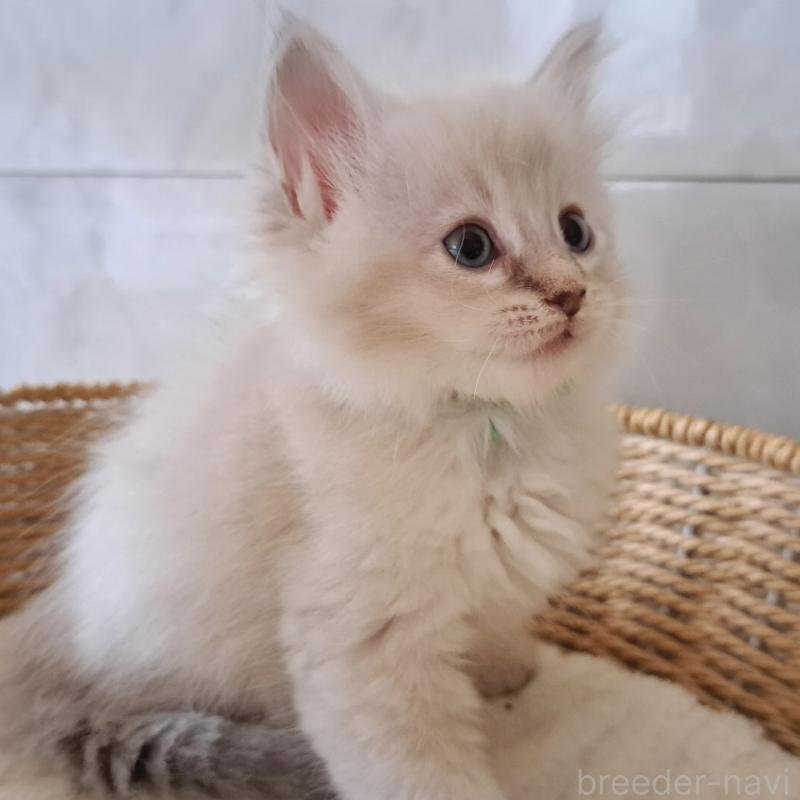 販売中の愛知県のサイベリアン-130521の3枚目