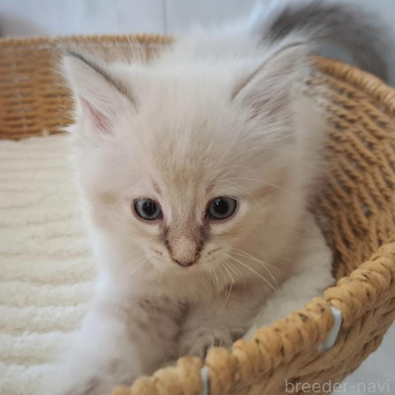 販売中の愛知県のサイベリアン-130521の2枚目