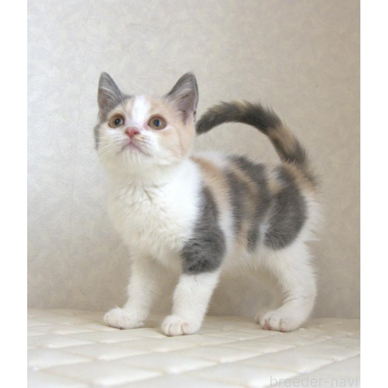 販売中の静岡県のブリティッシュショートヘア-125921の4枚目