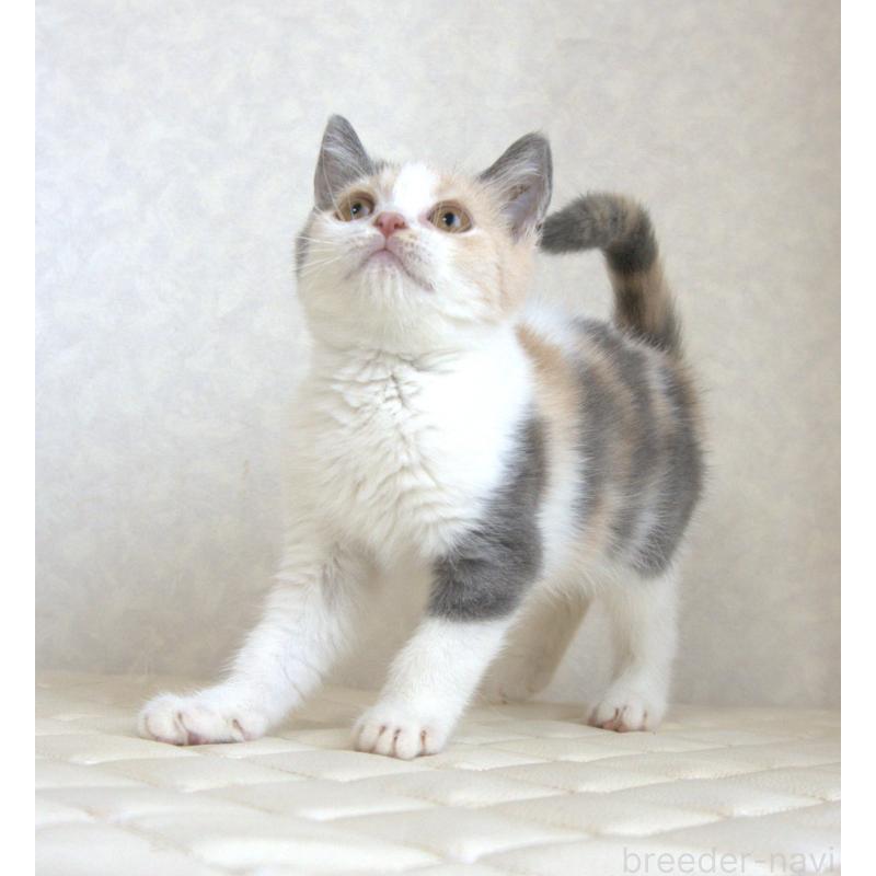 販売中の静岡県のブリティッシュショートヘア-125921の3枚目