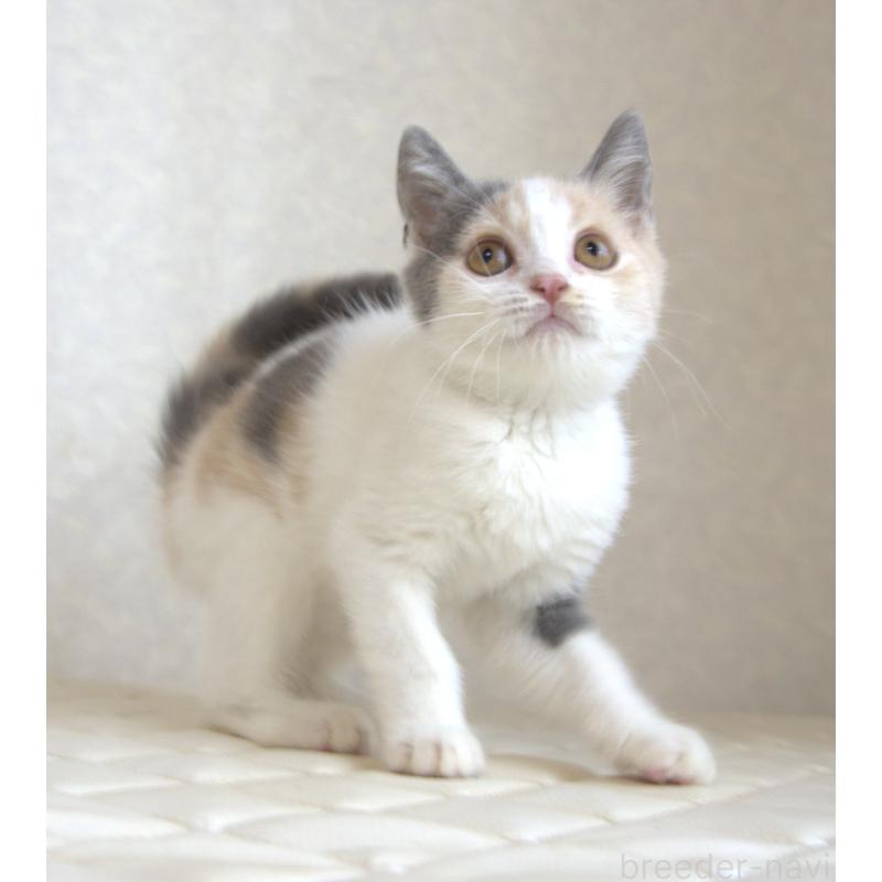 販売中の静岡県のブリティッシュショートヘア-125921の2枚目