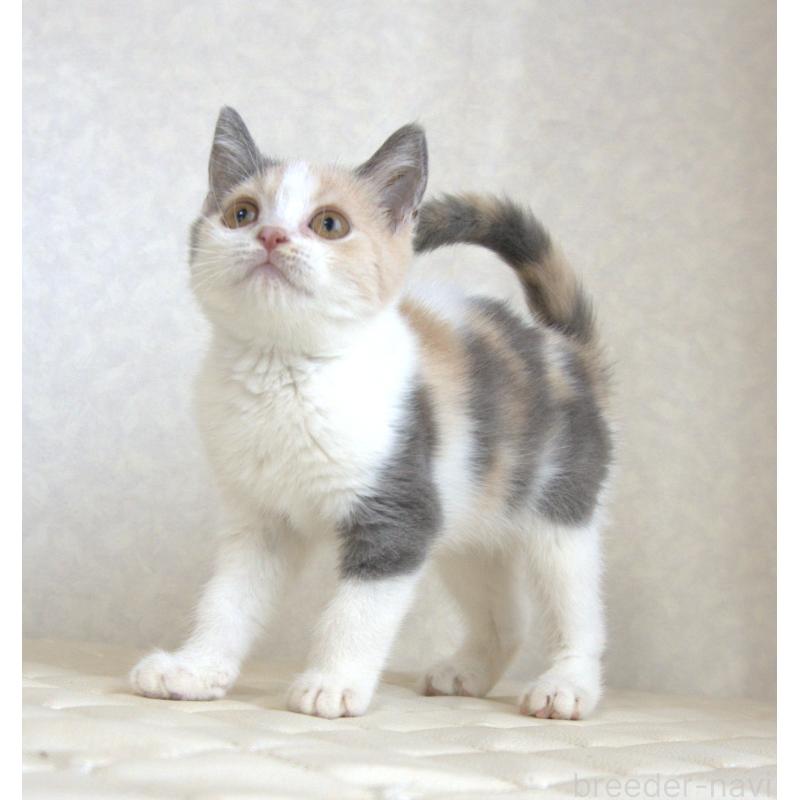 販売中ののブリティッシュショートヘア-125921