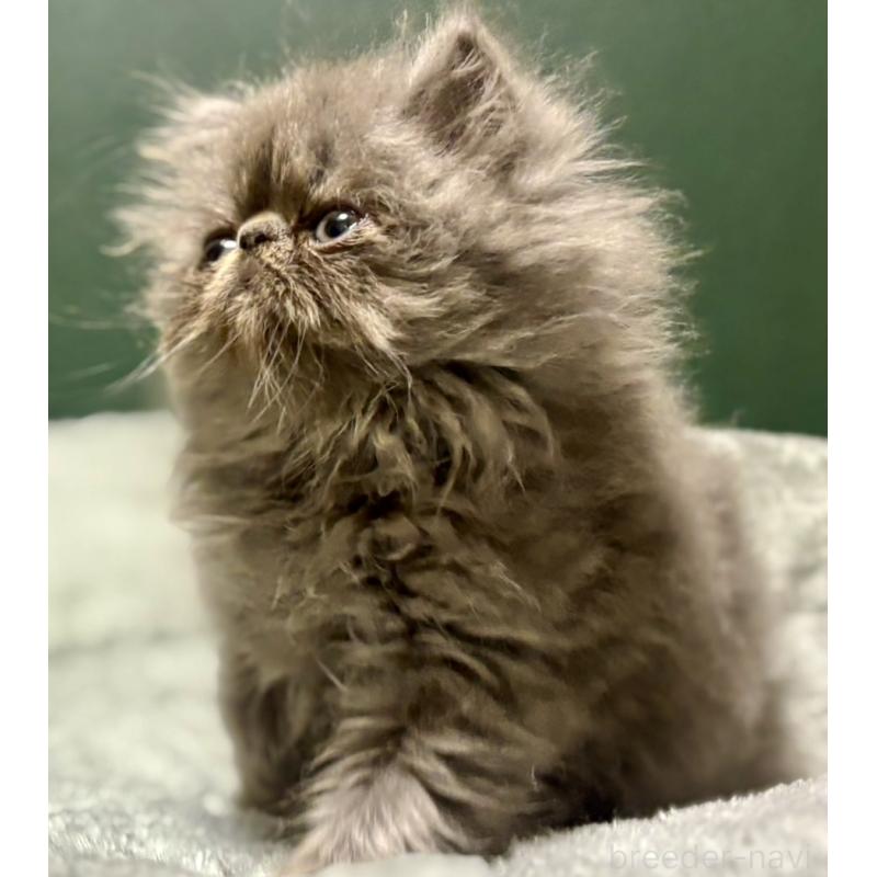 成約済の北海道のエキゾチックショートヘア-129999の3枚目