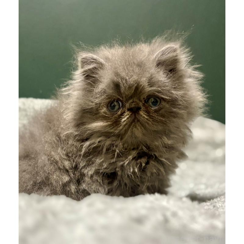 成約済の北海道のエキゾチックショートヘア-129999の2枚目