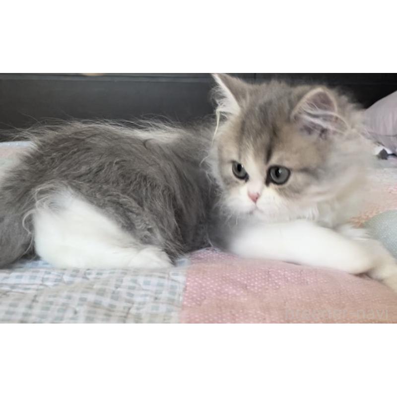 販売中の愛知県のミヌエット-127854の13枚目