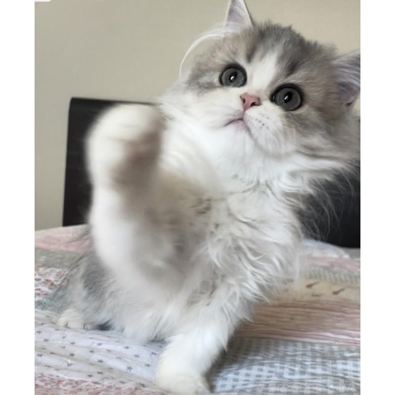 販売中の愛知県のミヌエット-127854の11枚目