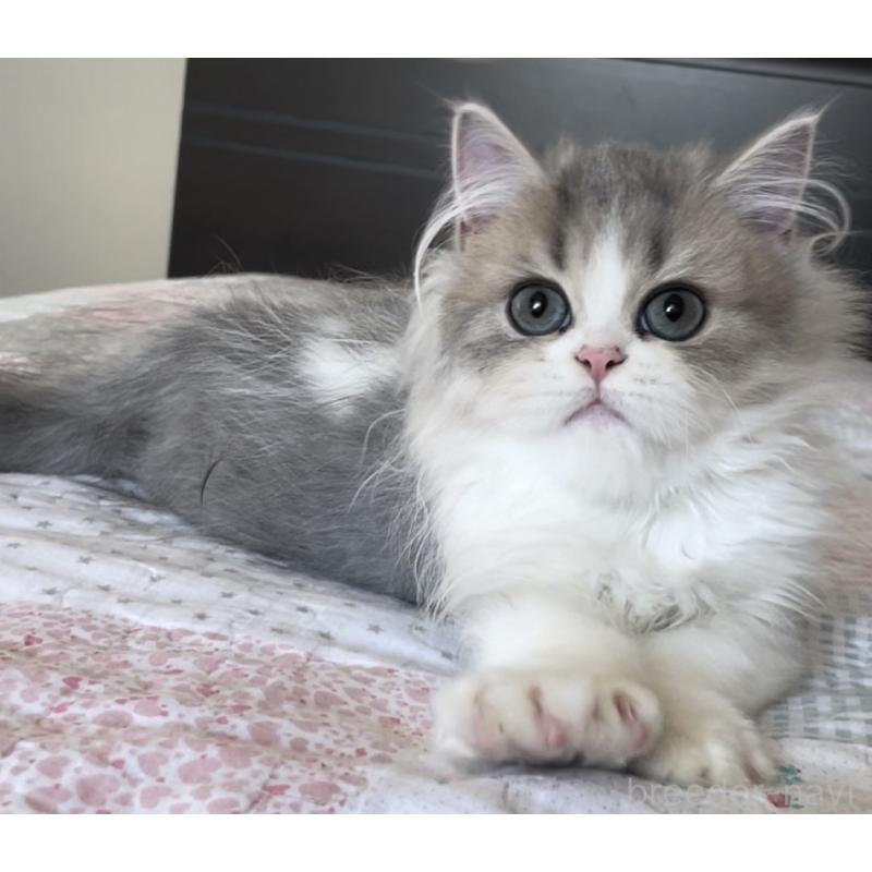 販売中の愛知県のミヌエット-127854の12枚目