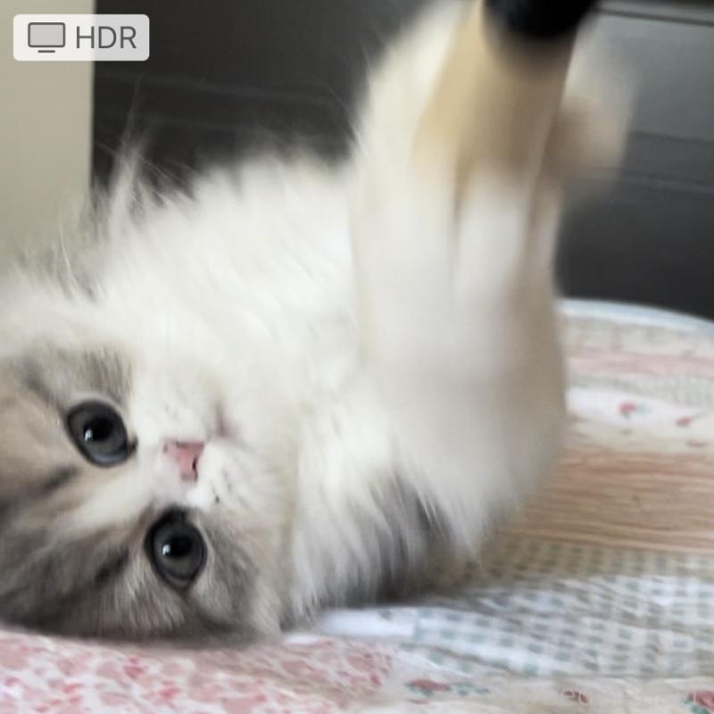 販売中の愛知県のミヌエット-127854の9枚目