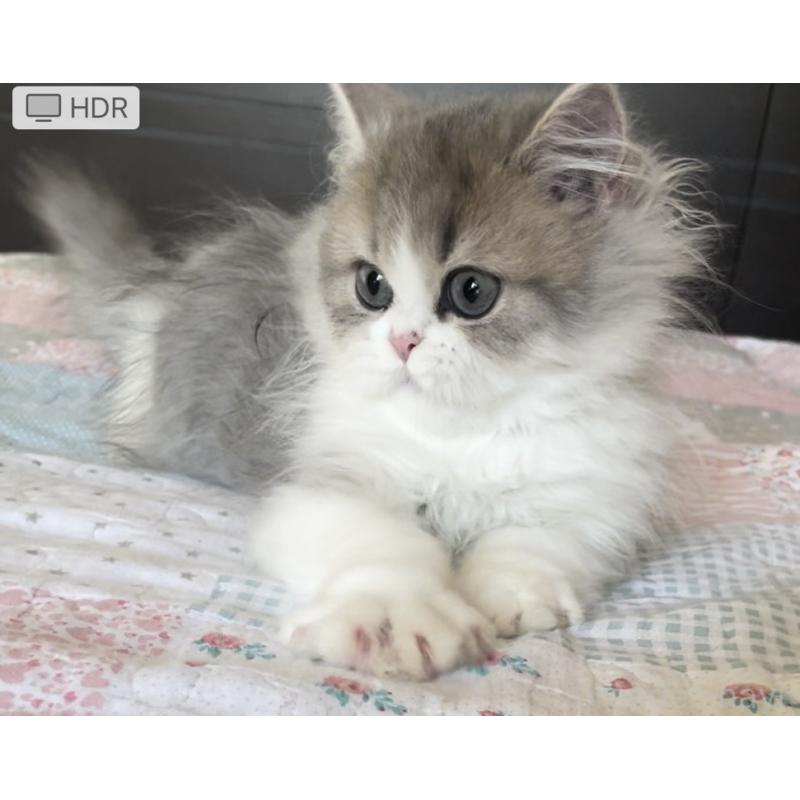 販売中の愛知県のミヌエット-127854の8枚目