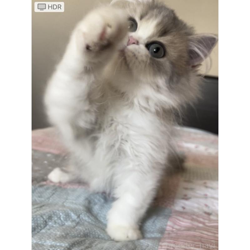 販売中の愛知県のミヌエット-127854の7枚目