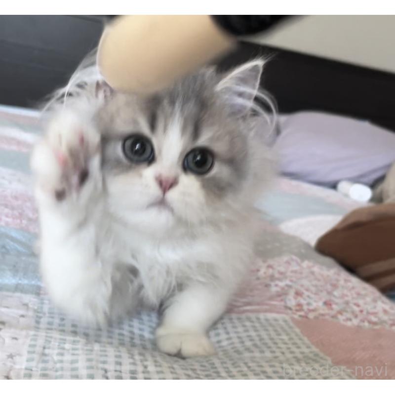 販売中の愛知県のミヌエット-127854の6枚目