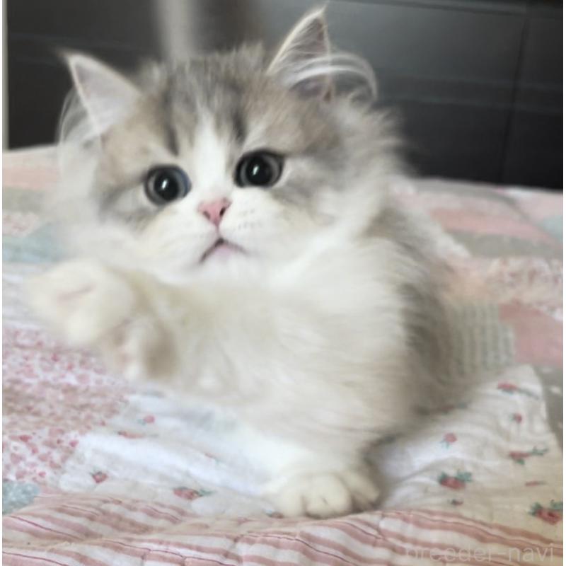 販売中の愛知県のミヌエット-127854の5枚目