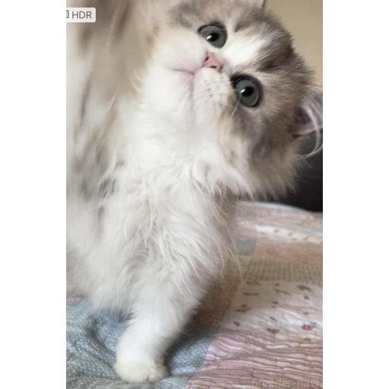 販売中の愛知県のミヌエット-127854の4枚目