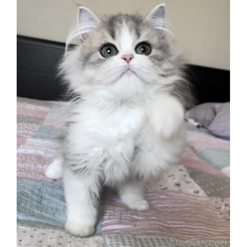 販売中の愛知県のミヌエット-127854の3枚目