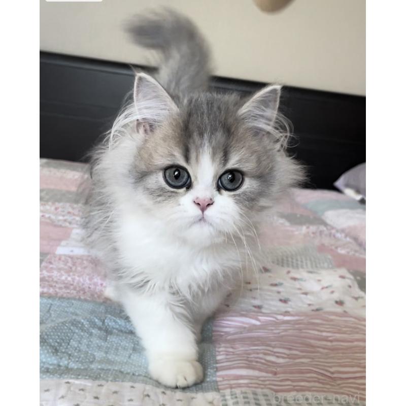 販売中の愛知県のミヌエット-127854の2枚目