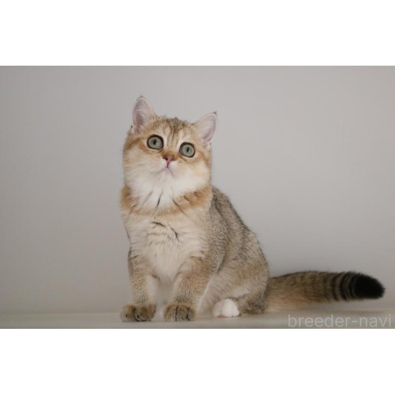 販売中の愛知県のスコティッシュストレート-125504の3枚目