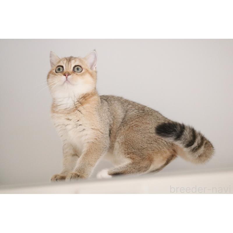 販売中の愛知県のスコティッシュストレート-125504の2枚目