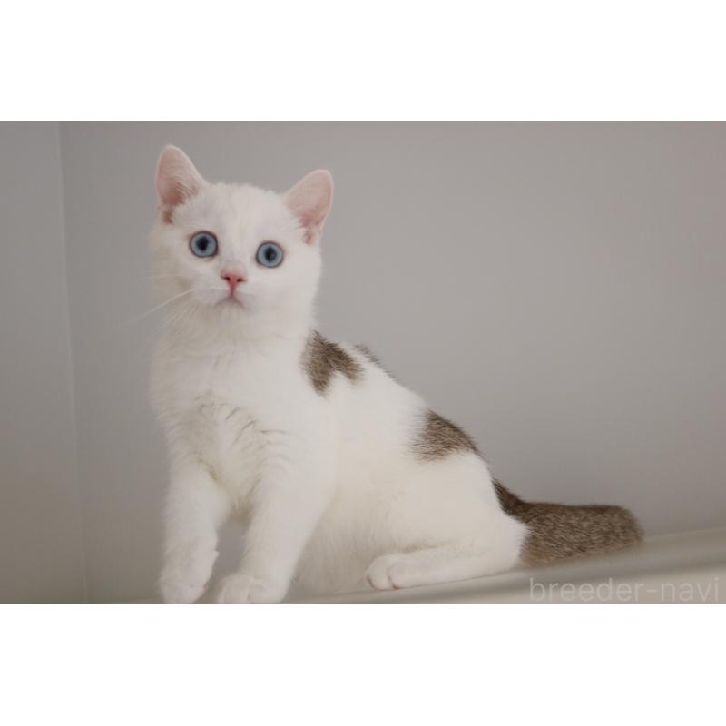 販売中の愛知県のスコティッシュストレート-125506の8枚目