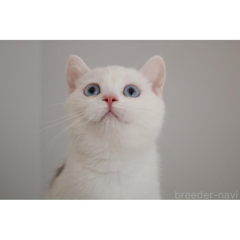 販売中の愛知県のスコティッシュストレート-125506の7枚目